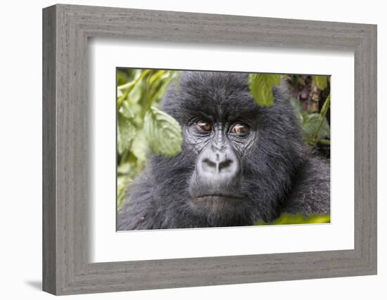 Rwanda, Volcanoes National Park, Ruhengeri, Kinigi. Mountain gorilla.-Emily Wilson-Framed Photographic Print