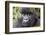 Rwanda, Volcanoes National Park, Ruhengeri, Kinigi. Mountain gorilla.-Emily Wilson-Framed Photographic Print