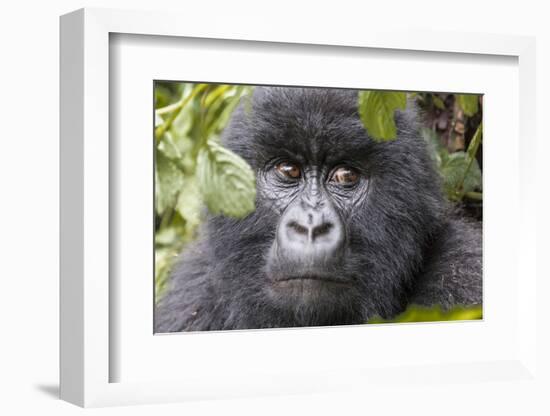 Rwanda, Volcanoes National Park, Ruhengeri, Kinigi. Mountain gorilla.-Emily Wilson-Framed Photographic Print