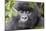 Rwanda, Volcanoes National Park, Ruhengeri, Kinigi. Mountain gorilla.-Emily Wilson-Mounted Photographic Print