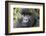 Rwanda, Volcanoes National Park, Ruhengeri, Kinigi. Mountain gorilla.-Emily Wilson-Framed Photographic Print