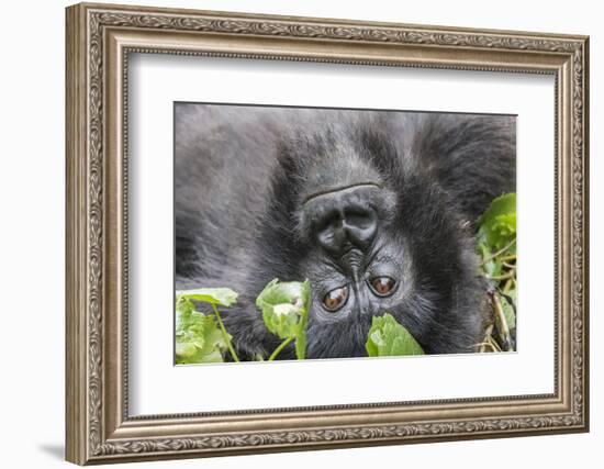 Rwanda, Volcanoes National Park, Ruhengeri, Kinigi. Mountain gorilla.-Emily Wilson-Framed Photographic Print