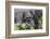 Rwanda, Volcanoes National Park, Ruhengeri, Kinigi. Mountain gorilla.-Emily Wilson-Framed Photographic Print