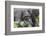 Rwanda, Volcanoes National Park, Ruhengeri, Kinigi. Mountain gorilla.-Emily Wilson-Framed Photographic Print