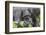 Rwanda, Volcanoes National Park, Ruhengeri, Kinigi. Mountain gorilla.-Emily Wilson-Framed Photographic Print