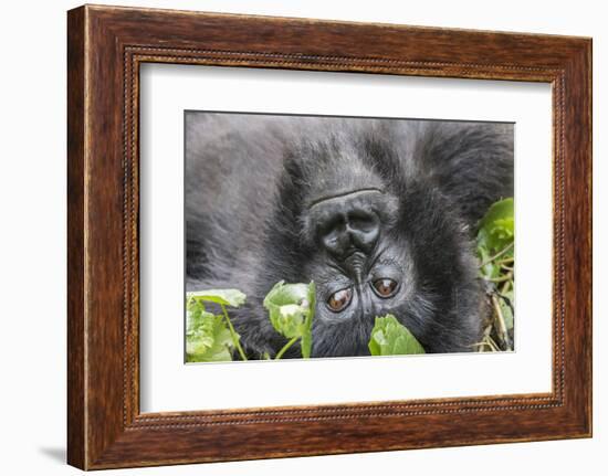 Rwanda, Volcanoes National Park, Ruhengeri, Kinigi. Mountain gorilla.-Emily Wilson-Framed Photographic Print