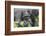 Rwanda, Volcanoes National Park, Ruhengeri, Kinigi. Mountain gorilla.-Emily Wilson-Framed Photographic Print