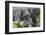 Rwanda, Volcanoes National Park, Ruhengeri, Kinigi. Mountain gorilla.-Emily Wilson-Framed Photographic Print