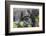 Rwanda, Volcanoes National Park, Ruhengeri, Kinigi. Mountain gorilla.-Emily Wilson-Framed Photographic Print