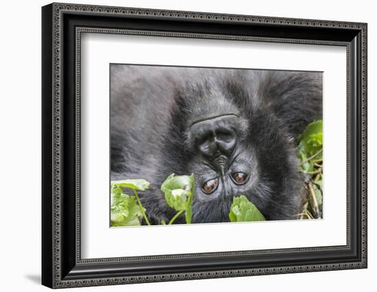 Rwanda, Volcanoes National Park, Ruhengeri, Kinigi. Mountain gorilla.-Emily Wilson-Framed Photographic Print