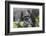 Rwanda, Volcanoes National Park, Ruhengeri, Kinigi. Mountain gorilla.-Emily Wilson-Framed Photographic Print