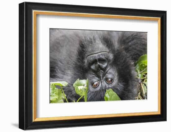 Rwanda, Volcanoes National Park, Ruhengeri, Kinigi. Mountain gorilla.-Emily Wilson-Framed Photographic Print