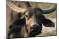 Premium Photographic Print