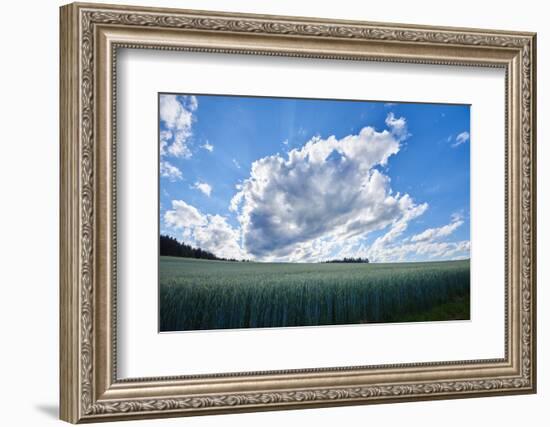 Rye, Secale cereale, scenery, back light,-David & Micha Sheldon-Framed Photographic Print