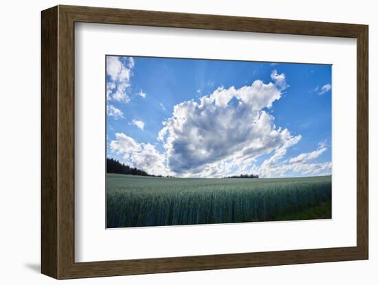 Rye, Secale cereale, scenery, back light,-David & Micha Sheldon-Framed Photographic Print