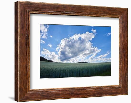 Rye, Secale cereale, scenery, back light,-David & Micha Sheldon-Framed Photographic Print