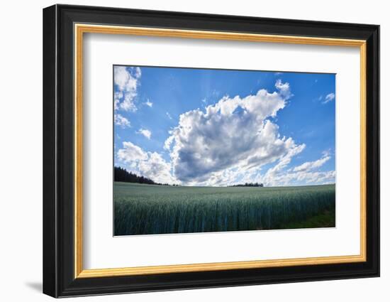 Rye, Secale cereale, scenery, back light,-David & Micha Sheldon-Framed Photographic Print