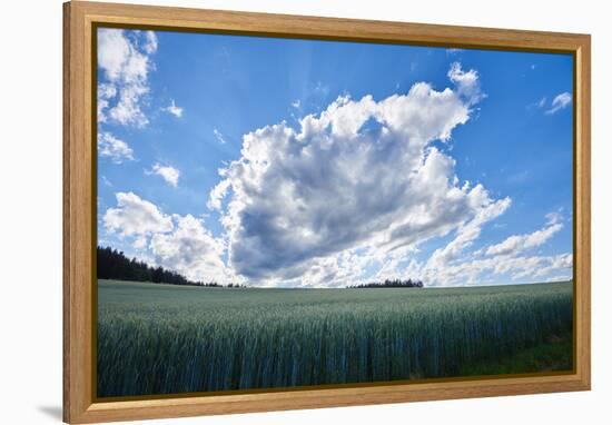 Rye, Secale cereale, scenery, back light,-David & Micha Sheldon-Framed Premier Image Canvas