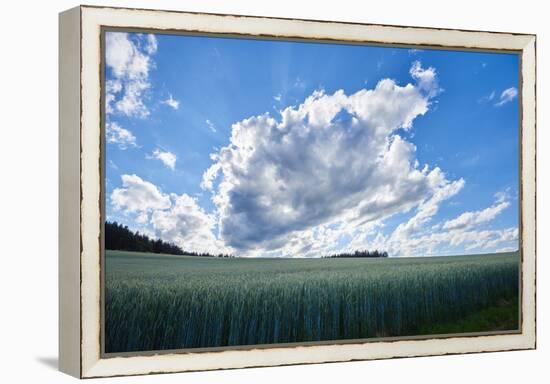 Rye, Secale cereale, scenery, back light,-David & Micha Sheldon-Framed Premier Image Canvas