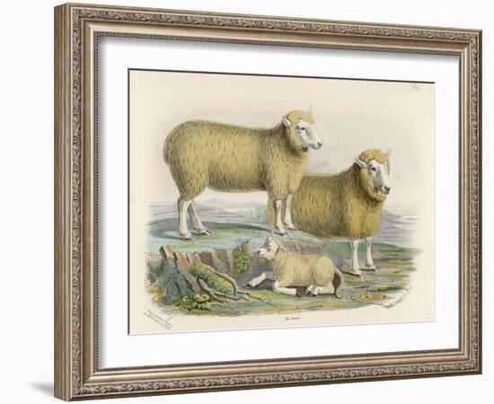 Ryeland Sheep: Ram and Ewe Bred by Mr. Tomkins of Kingspion Herefordshire-Nicholson & Shields-Framed Art Print