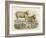 Ryeland Sheep: Ram and Ewe Bred by Mr. Tomkins of Kingspion Herefordshire-Nicholson & Shields-Framed Art Print