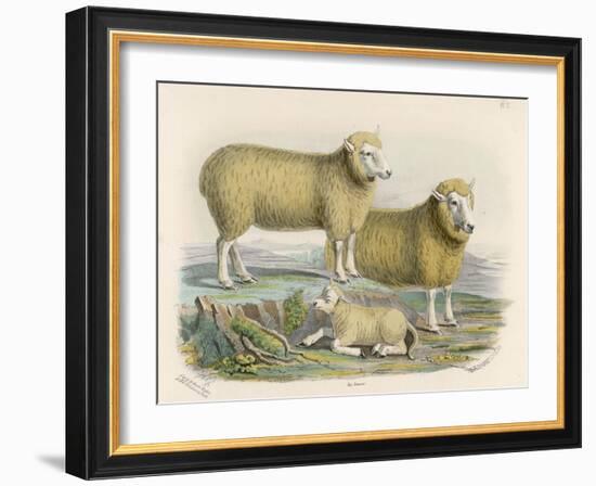 Ryeland Sheep: Ram and Ewe Bred by Mr. Tomkins of Kingspion Herefordshire-Nicholson & Shields-Framed Art Print