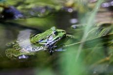 Edible Frog, Pelophylax Esculentus also known as the Common Water Frog or Green Frog, European Dark-RYosha-Photographic Print