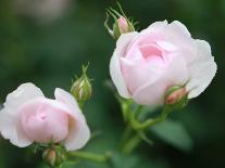 Roses 1-Ryuji Adachi-Photographic Print