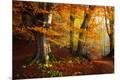 Photographic Print