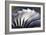 S-curve Fan Blades-Mark Williamson-Framed Photographic Print