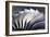 S-curve Fan Blades-Mark Williamson-Framed Photographic Print