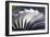 S-curve Fan Blades-Mark Williamson-Framed Photographic Print