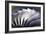 S-curve Fan Blades-Mark Williamson-Framed Photographic Print