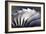 S-curve Fan Blades-Mark Williamson-Framed Photographic Print