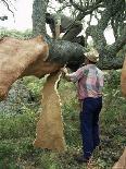 Old Cork Oak is Stripped, Sardinia, Italy-S Friberg-Photographic Print