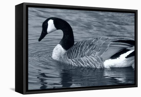 S Goose-Gordon Semmens-Framed Premier Image Canvas