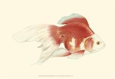 Fringetail Goldfish-S^ Matsubara-Laminated Art Print
