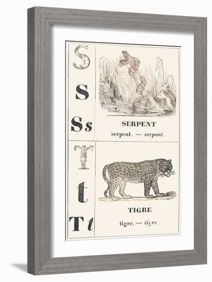 S T: Snake — Tiger, 1850 (Engraving)-Louis Simon (1810-1870) Lassalle-Framed Giclee Print