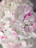 Hydrangeas, Blossoms, Detail, Ornamental Plant, Flowers-S. Uhl-Framed Photographic Print