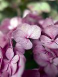 Hydrangeas, Blossoms, Pink, Detail-S. Uhl-Framed Photographic Print