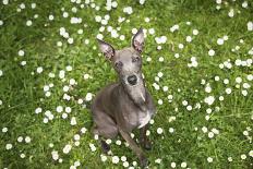 Italian Greyhound, Flower Field, Sitting, Looking at Camera-S. Uhl-Framed Photographic Print