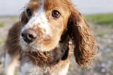 Mixed Breed Dog of Cocker Spaniel and King Charles Spaniel, Close-Up-S. Uhl-Photographic Print