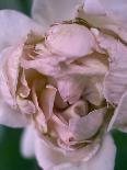Hydrangeas, Blossoms, Pink, Detail-S. Uhl-Photographic Print