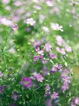 Italian Greyhound, Flower Field, Sitting, Looking at Camera-S. Uhl-Photographic Print