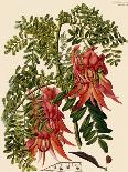 Clianthus Puniceus-S. Watts-Framed Giclee Print