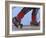 Saami Shoes and Skis, Stora Sjofallet National Park, Lapland, Sweden-Staffan Widstrand-Framed Photographic Print