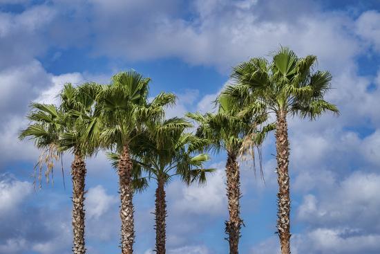 Sabal Palm Trees Florida Usa Photographic Print Jim Engelbrecht Art Com Sabal Palm Trees Florida Usa Photographic Print Jim Engelbrecht Art Com
