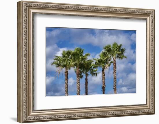 Sabal Palm trees, Florida, USA-Jim Engelbrecht-Framed Photographic Print