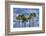 Sabal Palm trees, Florida, USA-Jim Engelbrecht-Framed Photographic Print