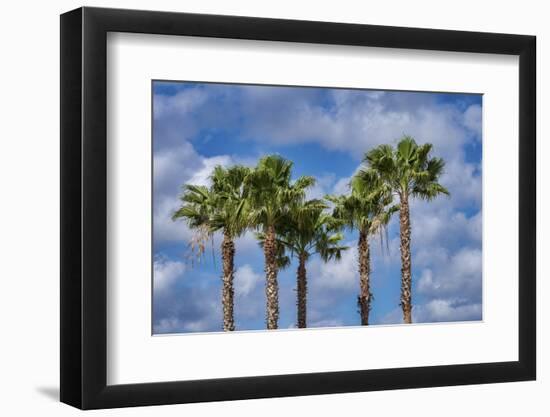 Sabal Palm trees, Florida, USA-Jim Engelbrecht-Framed Photographic Print